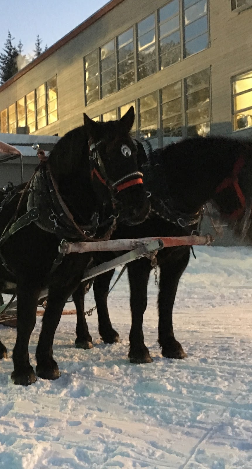 Blackcomb Sleighrides | 4890 Glacier Dr, Whistler, BC V0N 1B4, Canada | Phone: (604) 932-7631