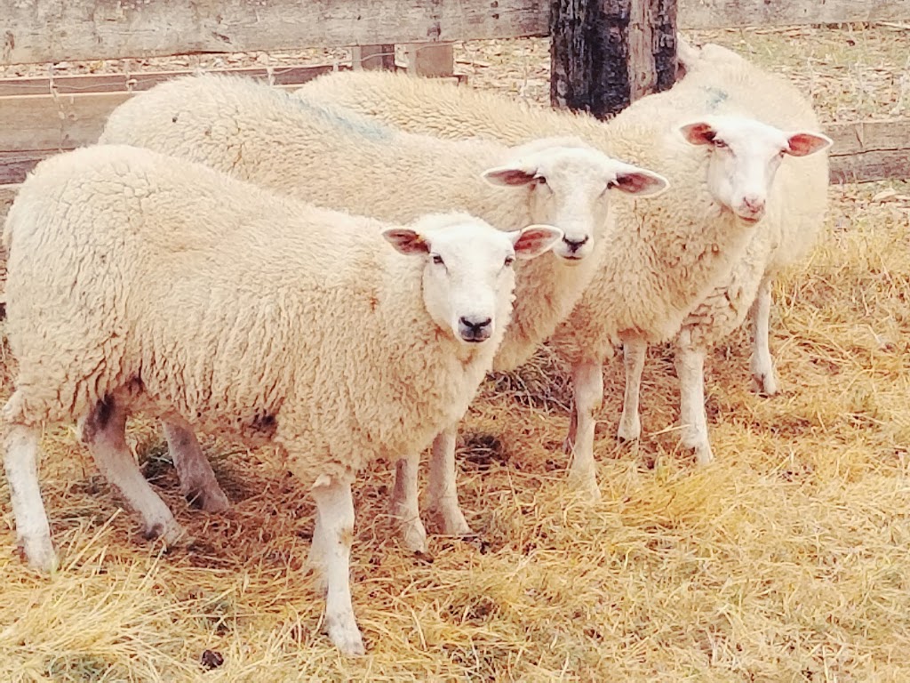 Parry Bay Sheep Farm | 4335 Lindholm Rd, Victoria, BC V9C 3Y1, Canada | Phone: (250) 478-9628