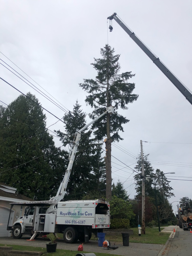 ROYAL WOOD TREE CARE | 1101 English Bluff Rd, Delta, BC V4M 2N7, Canada | Phone: (604) 943-0084