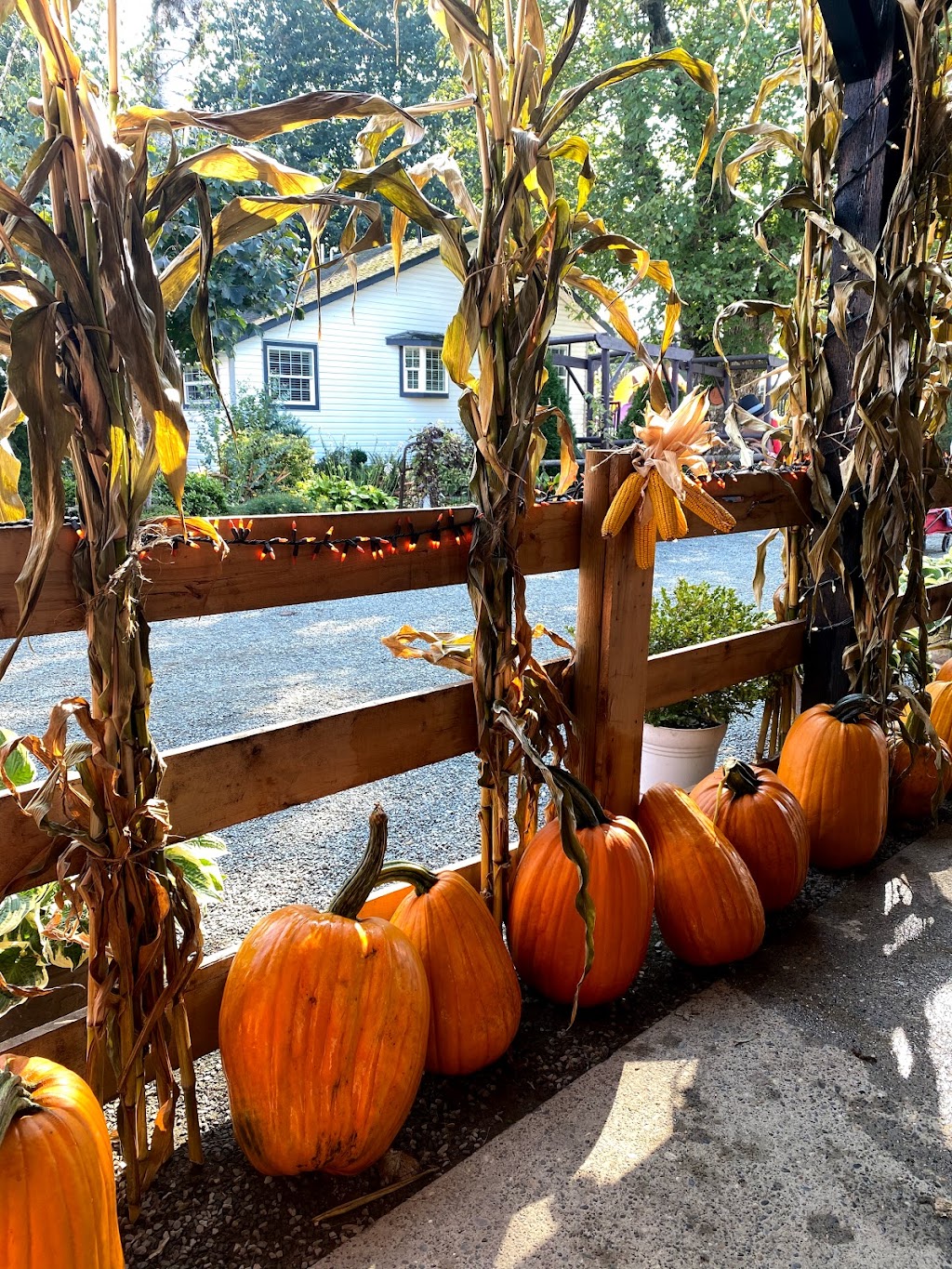 Peteys Pumpkin Patch | 9423 Gibson Rd, Chilliwack, BC V2P 6H4, Canada | Phone: (604) 792-8572