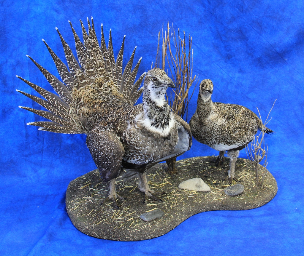 Mountain View Taxidermy | 102 Beech Crescent, Olds, AB T4H 1M1, Canada | Phone: (403) 556-6644