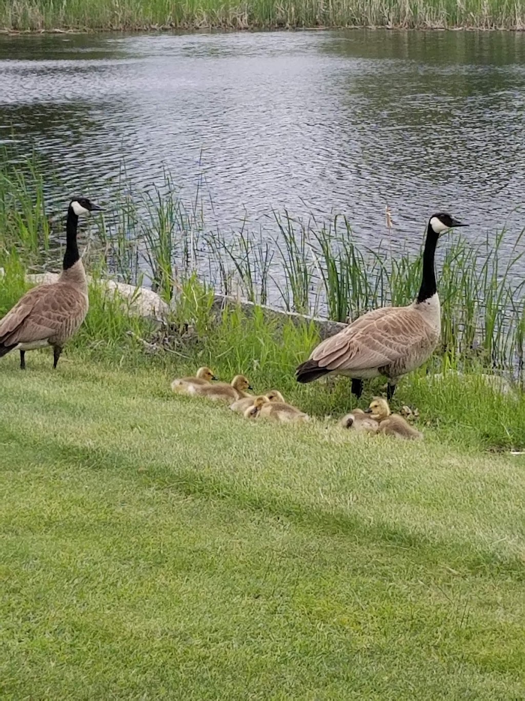 Black Bear Golf Club | 9 Black Bear Drive, Lac du Bonnet, MB R0E 1A0, Canada | Phone: (204) 345-9977