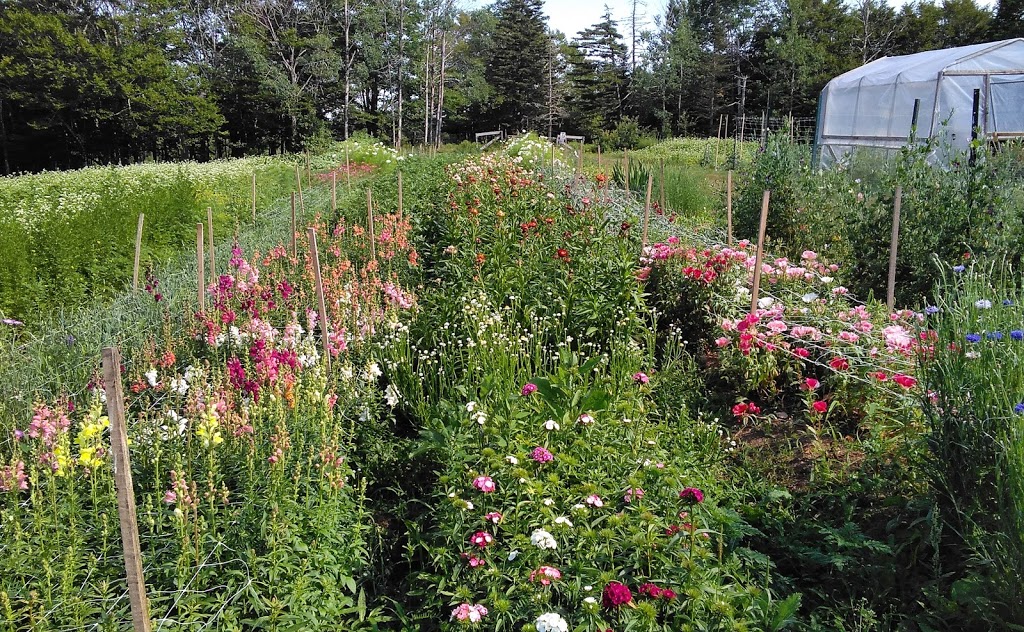 Meguma Meadows Flower Farm | 135 Porter Mountain Lane, Conquerall Mills, NS B4V 9B7, Canada | Phone: (902) 212-1292