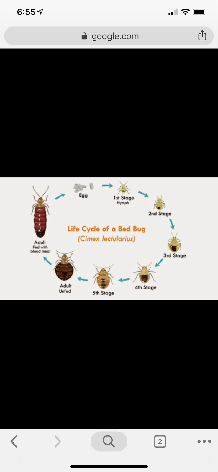 ROX Regina Bed Bug Removal | 302 Solomon Dr Unit 3B, Regina, SK S4N 5P7, Canada | Phone: (855) 280-0703