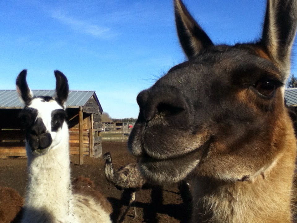 Horse Sense Training & Petting Zoo | 54410 Range Rd 255, Sturgeon County, AB T8T 0T9, Canada | Phone: (780) 470-0414