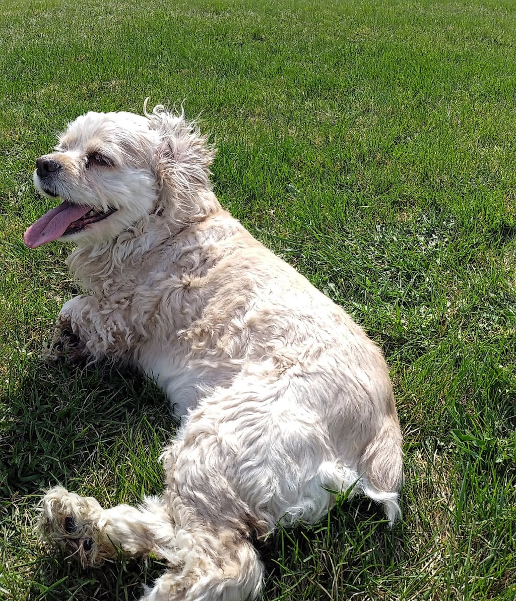 Malboro Off-leash Park | 49 Marlboro Dr, Spruce Grove, AB T7X 2L5, Canada | Phone: (780) 962-2031