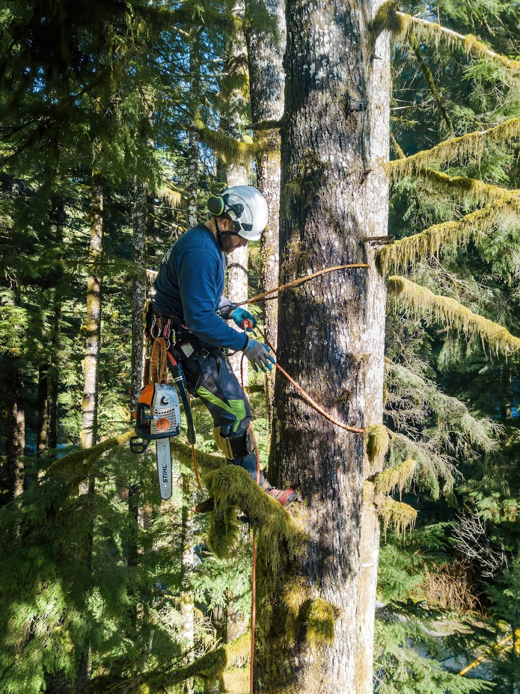 Strathcona Tree Care | 141 Marich Ln, Courtenay, BC V9N 9V2, Canada | Phone: (236) 471-6510