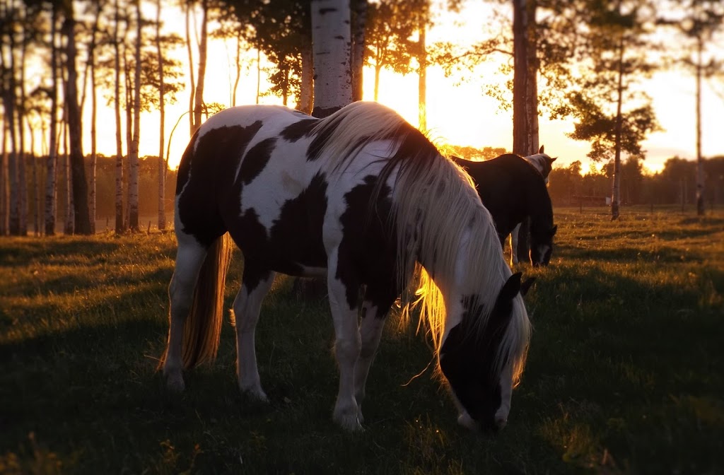 Ride the Wind Ranch | Crimson Lake Provincial Park, Range Road 8-3, AB T4T 2A4, Canada | Phone: (403) 846-7657