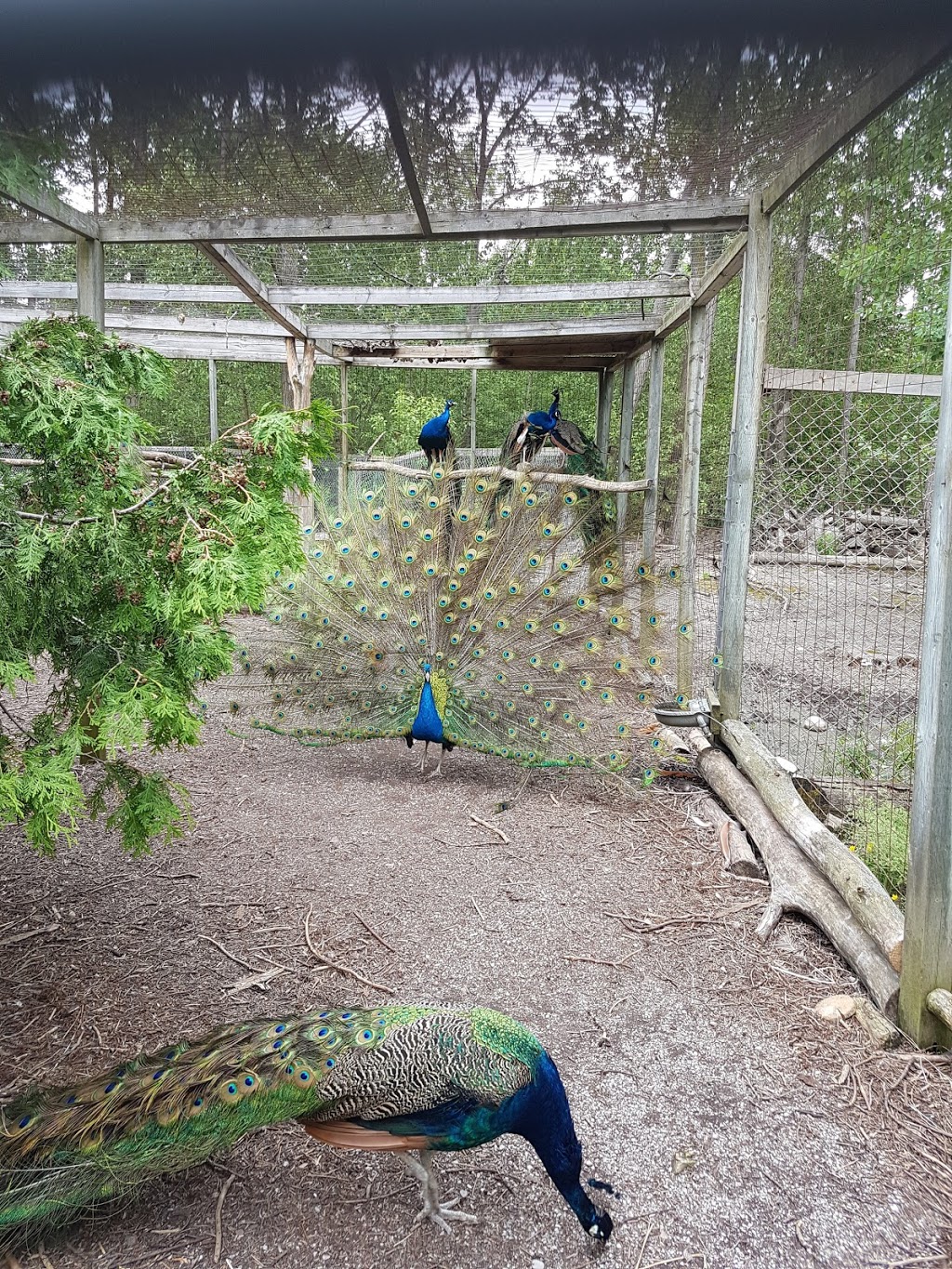 Elmvale Jungle Zoo | 14191 Simcoe County Rd 27, Phelpston, ON L0L 2K0, Canada | Phone: (705) 322-1112