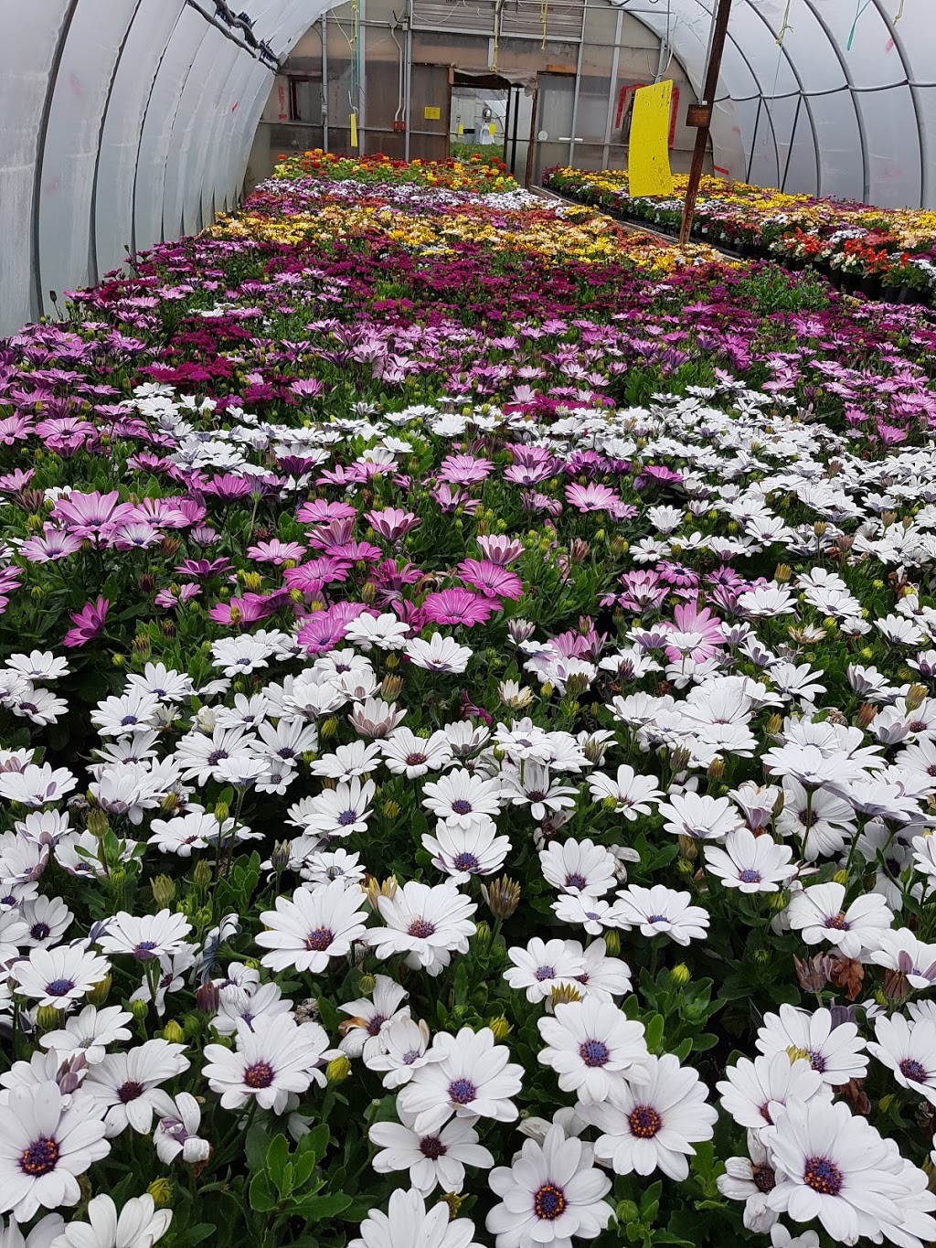 Holland Nurseries | 401 Torbay Rd, St. Johns, NL A1A 5C9, Canada | Phone: (709) 726-1283