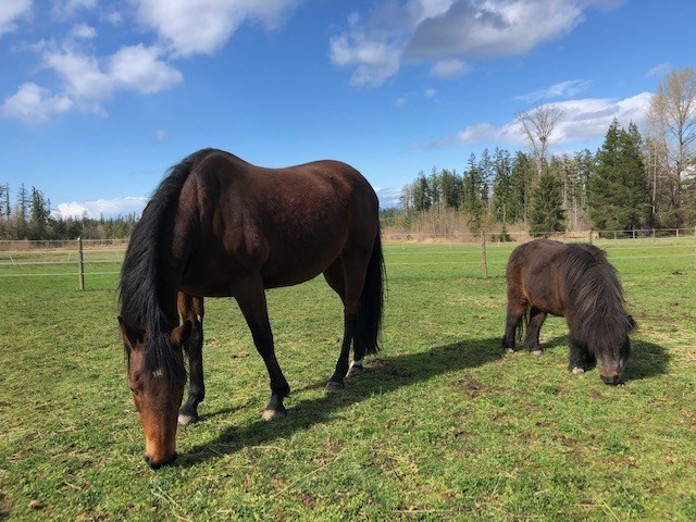 Emerald Acres Horse Boarding | 2517 Alberni Hwy, Coombs, BC V0R 1M0, Canada | Phone: (250) 228-8387