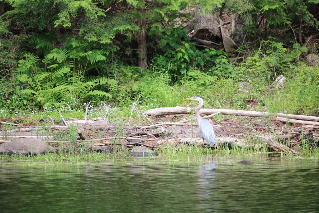 Big Hawk Lake Marina | 1673 Big Hawk Lake Rd, Algonquin Highlands, ON K0M 1J2, Canada | Phone: (705) 489-2429