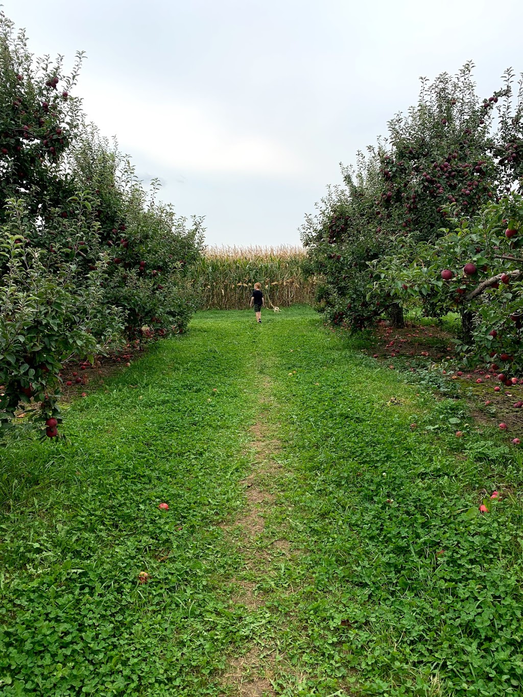 Oaklane Orchards | The Blue Mountains, ON N0H 1J0, Canada | Phone: (519) 599-5841