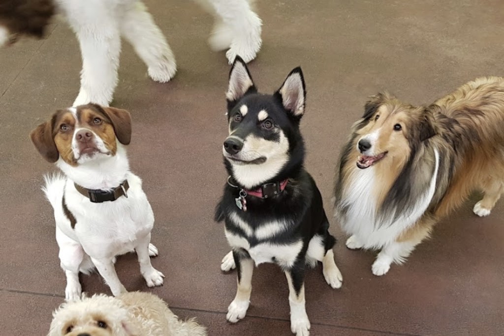 Park Doggy Daycare | 8710 15th St #120, Edmonton, AB T6P 0B9, Canada | Phone: (780) 217-4912