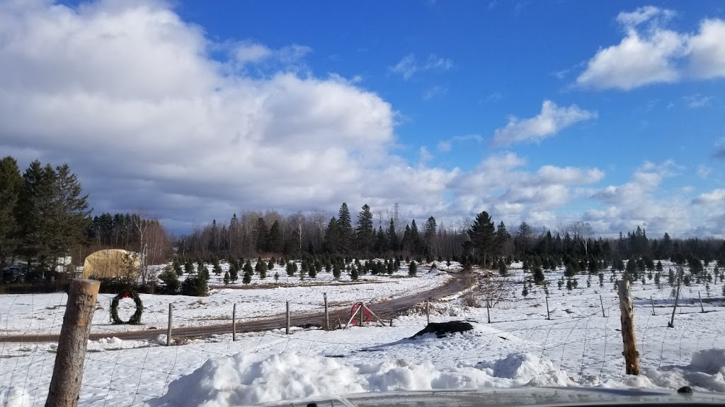 Yuletide Christmas Tree Farm | 1970 Coverdale Rd, Upper Coverdale, NB E1J 1Y9, Canada | Phone: (506) 372-9522