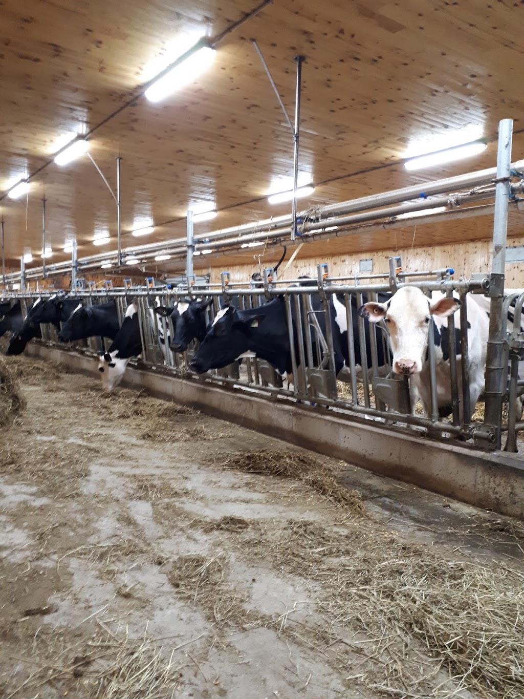 Ferme Yvon Sicard | 241 Rte Gagné, Saint-Justin, QC J0K 2V0, Canada | Phone: (819) 244-4503