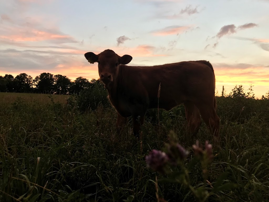 Bow Park Farm Limousin Cattle | 140 Oxbow Rd, Brantford, ON N3T 5L6, Canada | Phone: (905) 483-5161