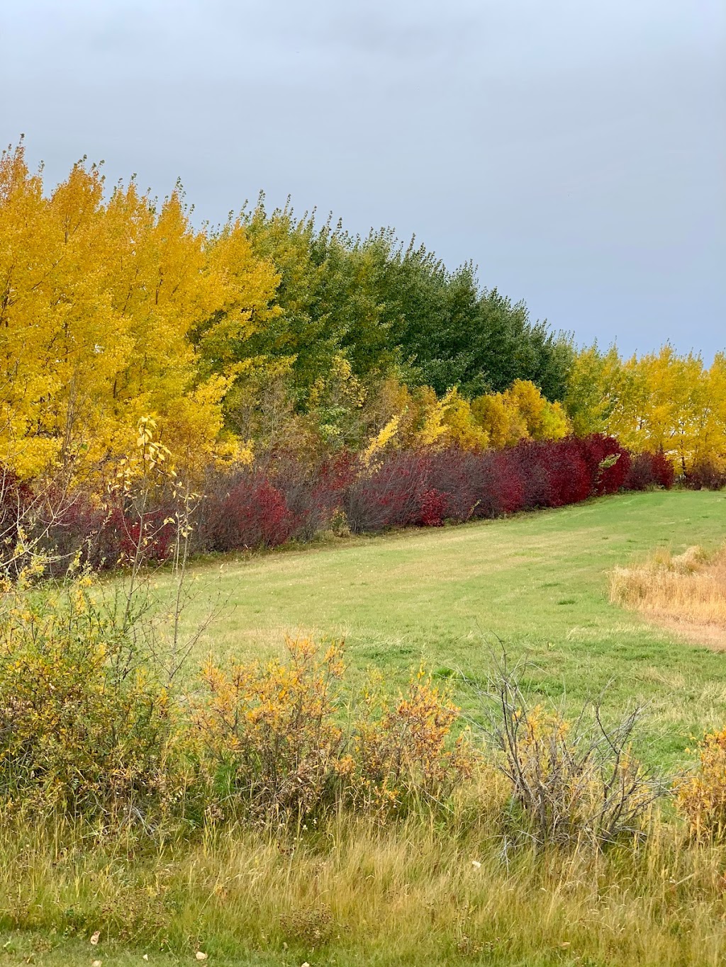 Prairie Shelterbelt Program Ltd. | Box 1930, Sundre, AB T0M 1X0, Canada | Phone: (403) 507-8340