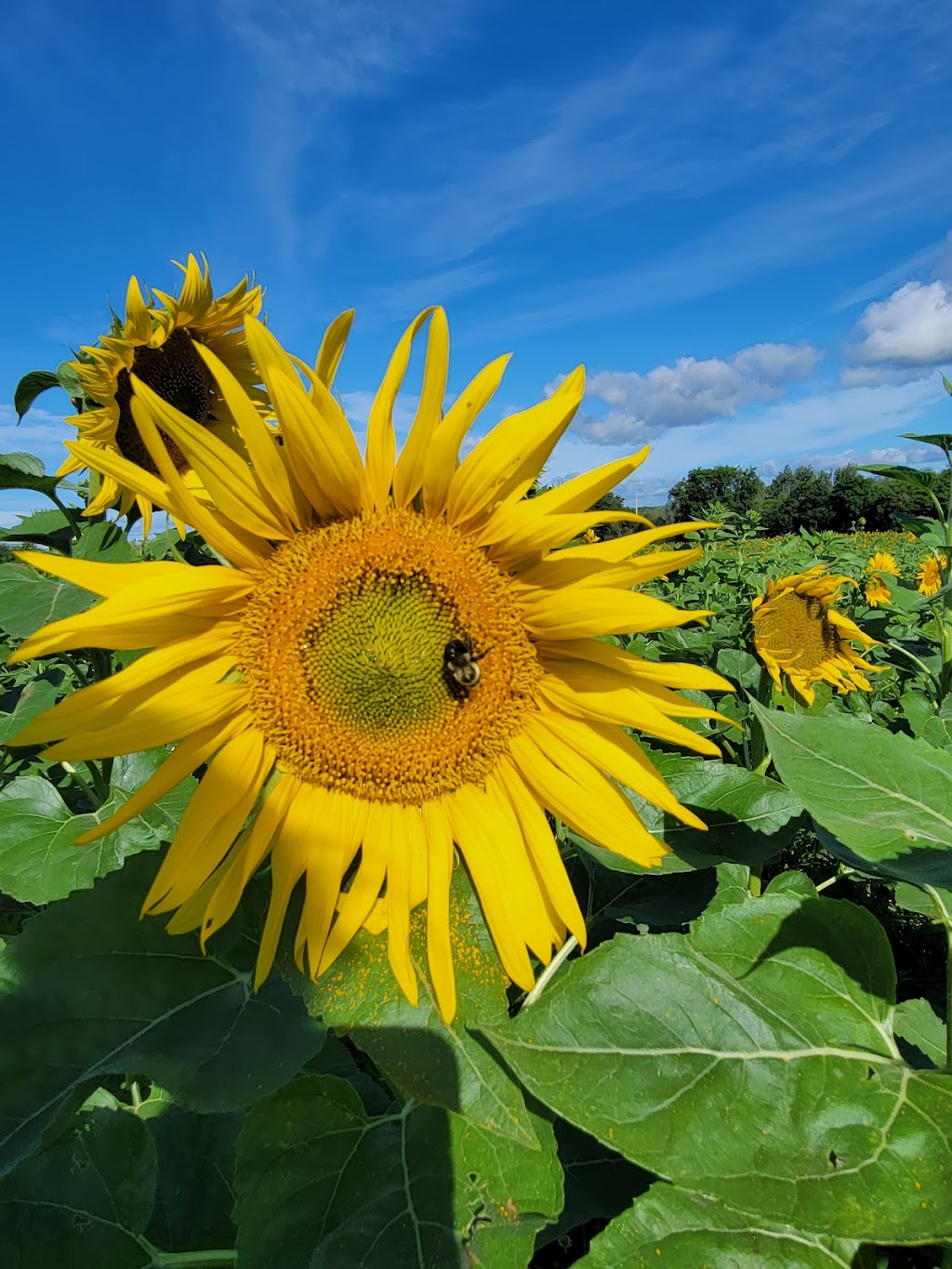 Kaylees Sunflower Patch | 20956 Loyalist Pkwy, Carrying Place, ON K0K 1L0, Canada | Phone: (613) 403-0959