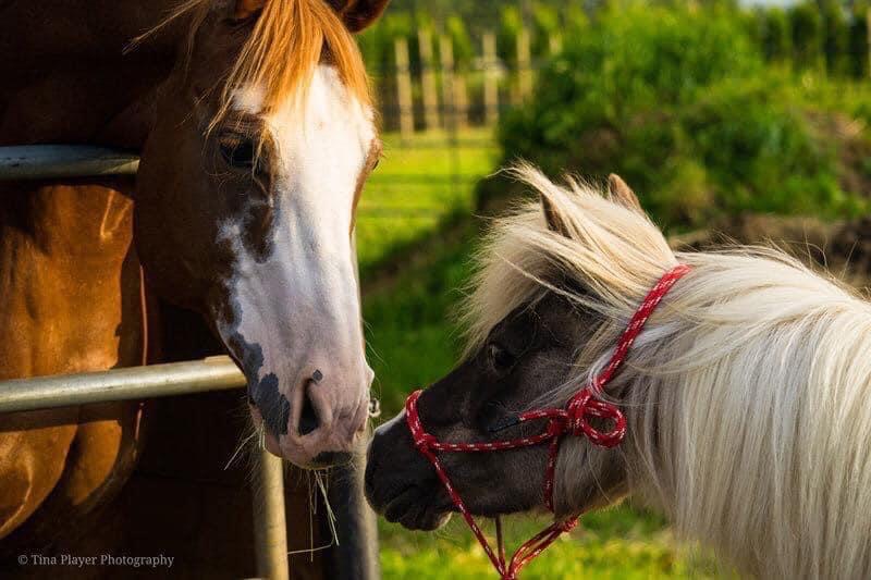 Mane Success Horsemanship | 4581 Bradner Rd, Abbotsford, BC V4X 1S9, Canada | Phone: (604) 226-6263