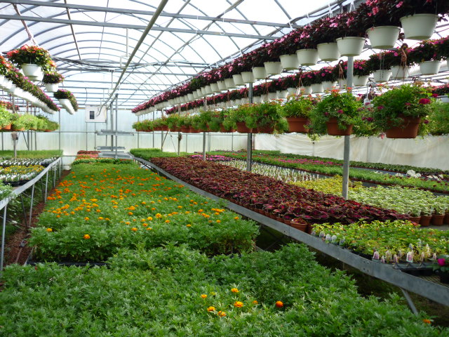 SS Greenhouses | 5663 Waterworks Rd, Sarnia, ON N7T 7H2, Canada | Phone: (519) 542-7679