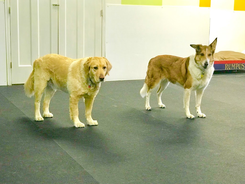 Pup Culture Dog Daycare | 6939 Hastings St Suite 101, Burnaby, BC V5B 1S9, Canada | Phone: (604) 298-7297