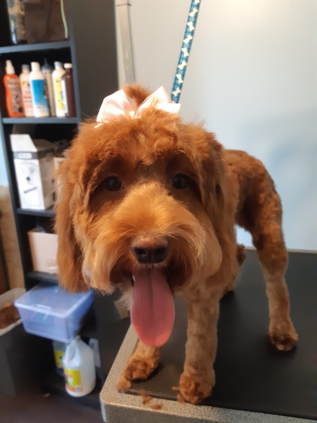 Spiffy Pups Pet Grooming | 431 Bruce St, Hepworth, ON N0H 1P0, Canada | Phone: (647) 457-7061