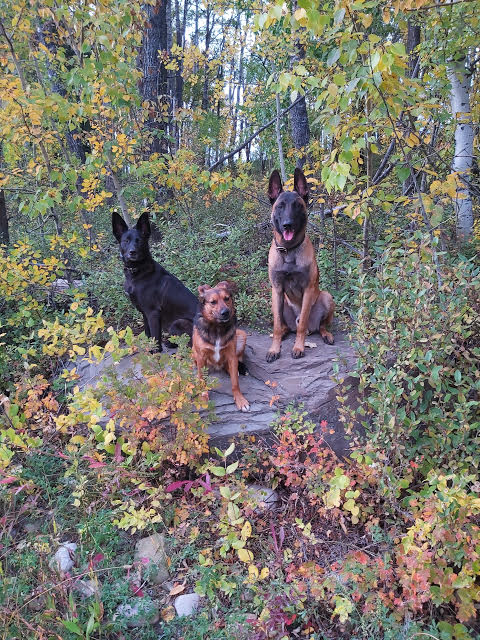 Obedience Unleashed Dog Training - Cochrane | 101-12 Griffin Industrial Point, Cochrane, AB T4C 0A2, Canada | Phone: (844) 900-3647