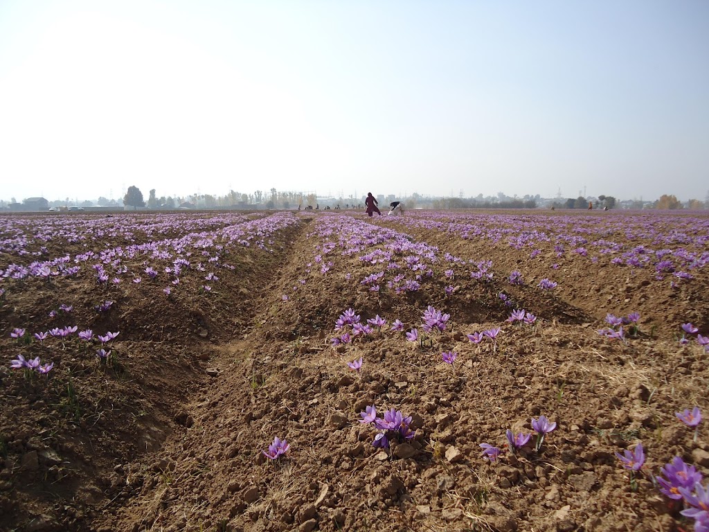 HIMALAYAN SAFFRON, Himalayan Botanicals & Organics Inc. | 15 Aspen Hills Rd, Brampton, ON L6S 6E3, Canada | Phone: (437) 999-6012