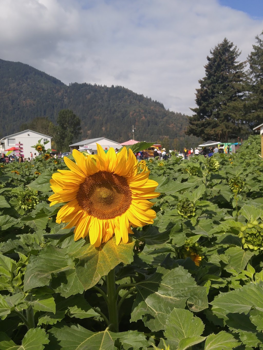 Chilliwack Tulip Festival (Tulips of the Valley) | 41310 Yale Rd, Chilliwack, BC V2R 4J3, Canada | Phone: (604) 703-6122