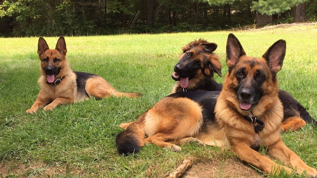 Frostborn German Shepherds | Barkway Rd, Gravenhurst, ON P1P 1R3, Canada | Phone: (289) 221-1272