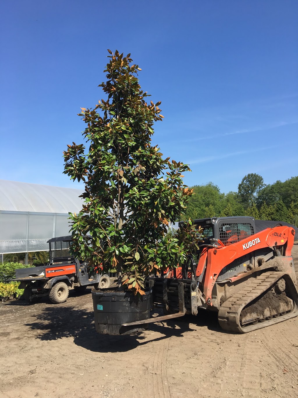 Golden Spruce Nurseries 2009 Ltd. | 23718 72 Ave, Langley City, BC V1M 3K9, Canada | Phone: (604) 881-1141