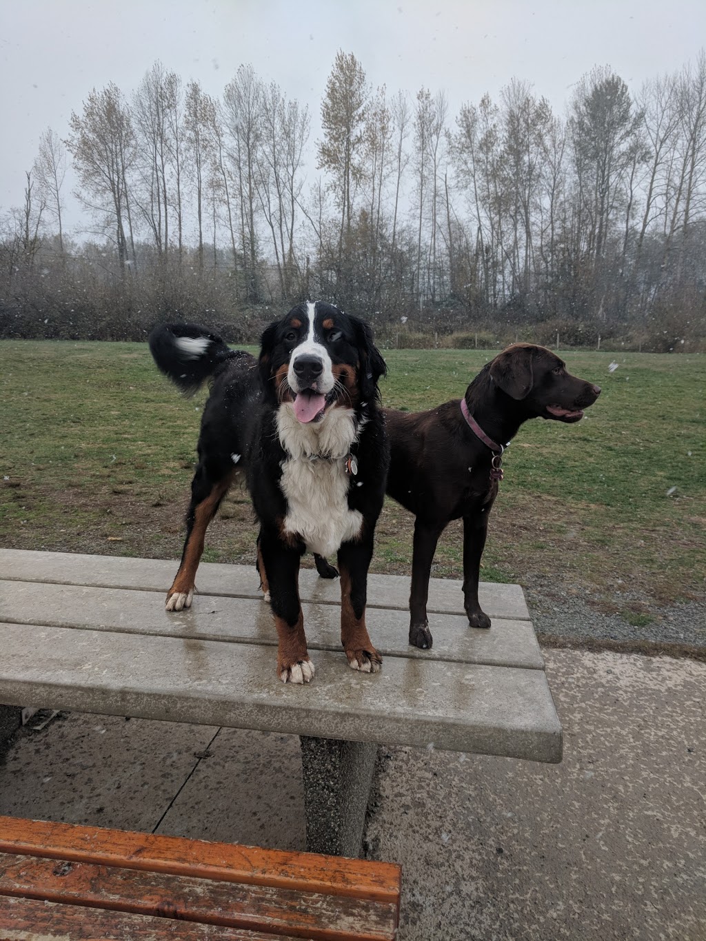 Dog Park | 729-995 Lefeuvre Rd, Abbotsford, BC V4X 1A5, Canada