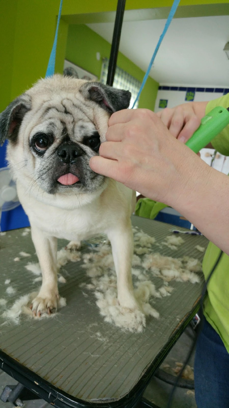 Toilettage Pattes Et Griffes | 3860 Montée Saint-Hubert, Saint-Hubert, QC J3Y 4K1, Canada | Phone: (450) 904-4342