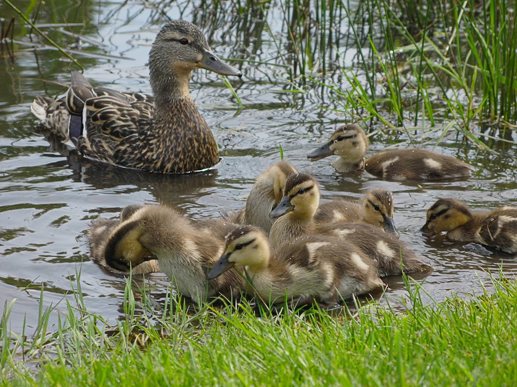 Garden City Park Lagoon | 6740 Garden City Rd, Richmond, BC V6Y 1P8, Canada