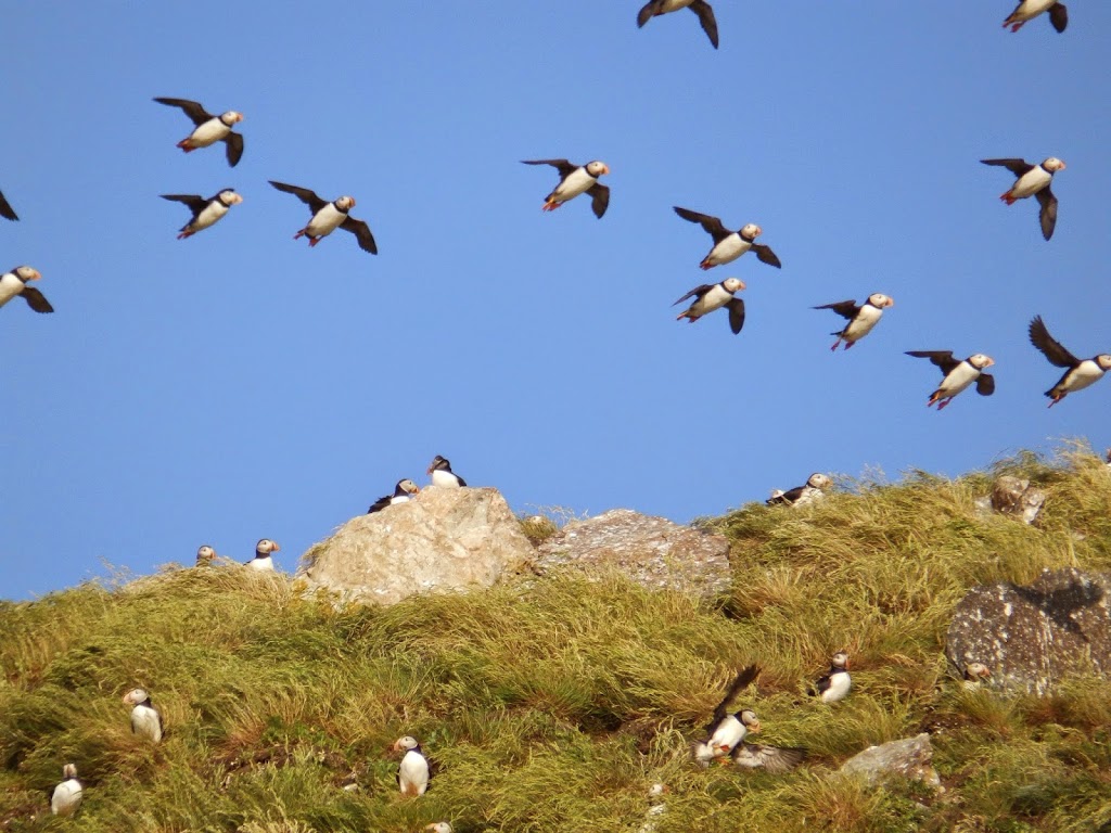 Molly Bawn Whale-Puffin Tours | Gus OReillys Road, Mobile, NL A0A 3A0, Canada | Phone: (709) 334-2621