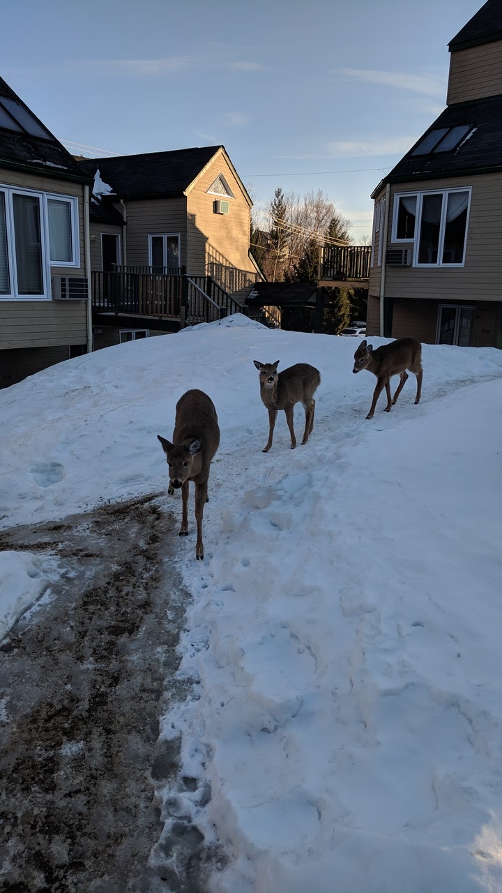 Le Rustique - Condos Mont-Tremblant | 2034 Chemin au Pied de la Montagne #128, Mont-Tremblant, QC J8E 3M2, Canada | Phone: (514) 405-5534