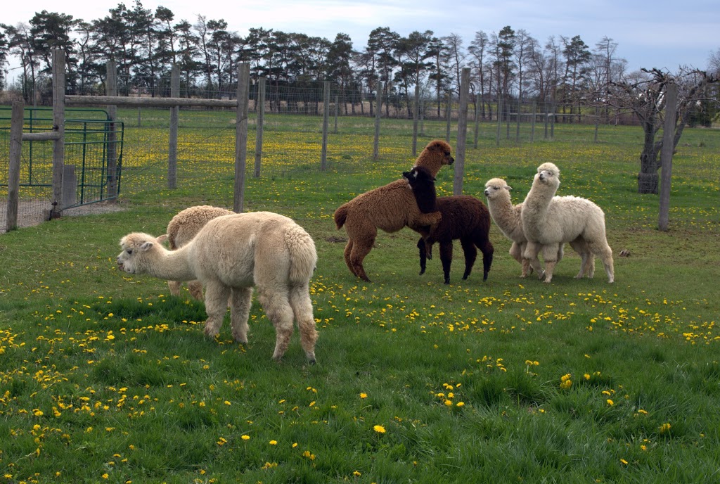 Alpacas from Eighth & Mud | 232 8th Rd E, Stoney Creek, ON L8J 3M2, Canada | Phone: (905) 308-6188