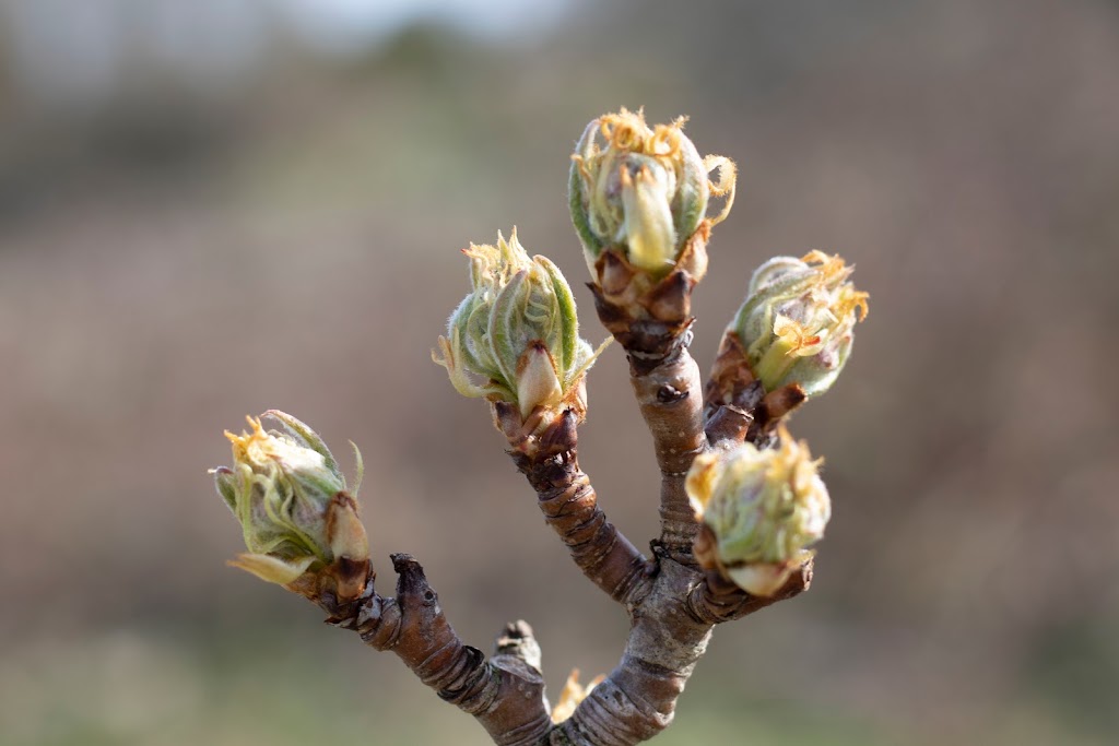 Cedar Cider | Surrey, BC V3S 9R9, Canada | Phone: (604) 328-4929