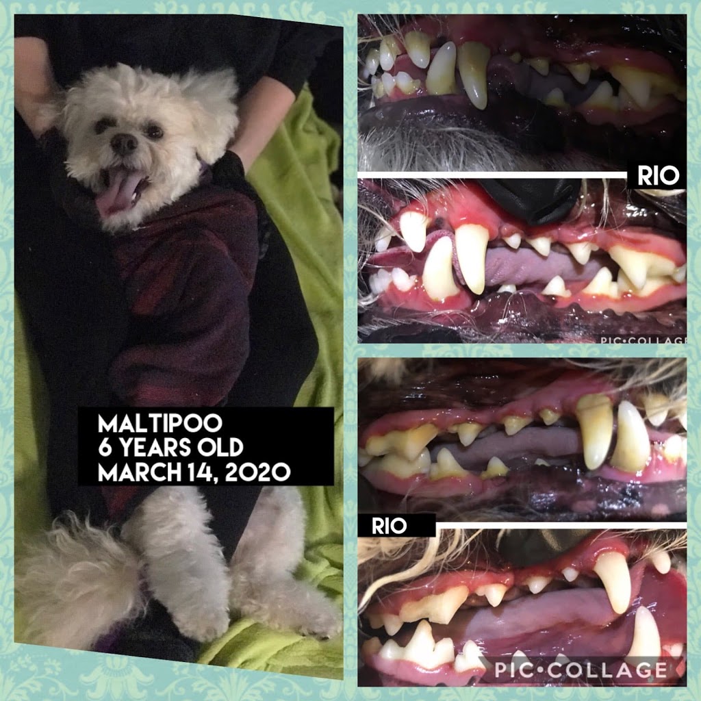 APL Cosmetic Teeth Cleaning for Dogs | 7560 8th Line, Utopia, ON L0M 1T0, Canada | Phone: (705) 896-6161