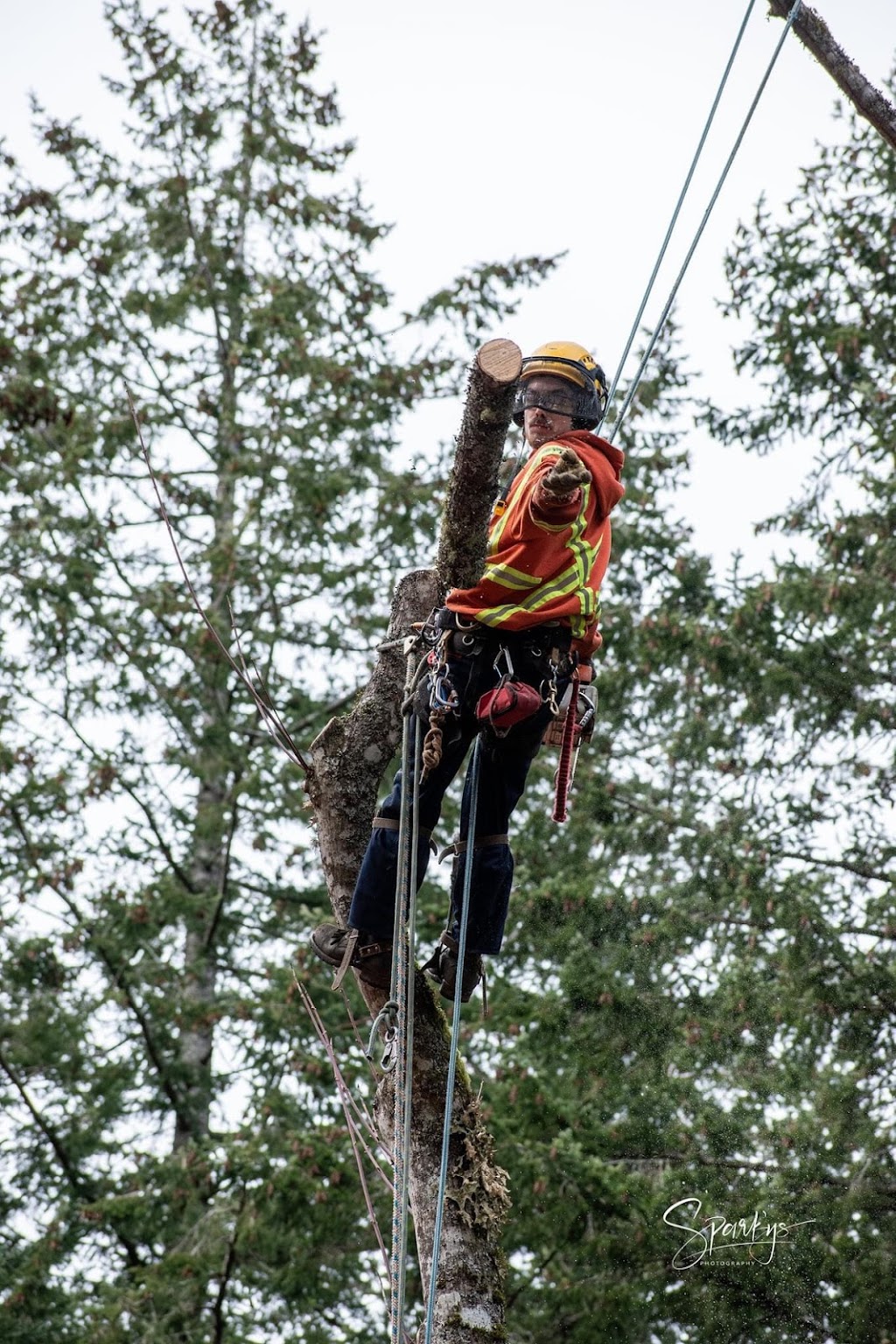 Royal Oak Tree Service | Island 5, Gabriola, BC V0R 1X7, Canada | Phone: (250) 918-4290