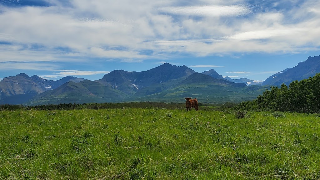 Fishburn Ranch grass-fed beef and bed & breakfast. | Box 2622, Pincher Creek No. 9, AB T0K 1W0, Canada | Phone: (403) 627-9887