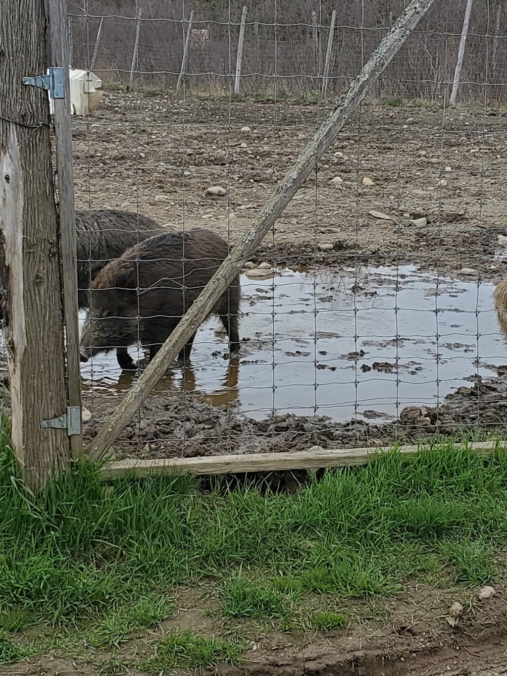 La Ferme Renaissance (Sanglier & Cerf Rouge) | 1120 2e Rang S, Weedon, QC J0B 3J0, Canada | Phone: (819) 877-2813