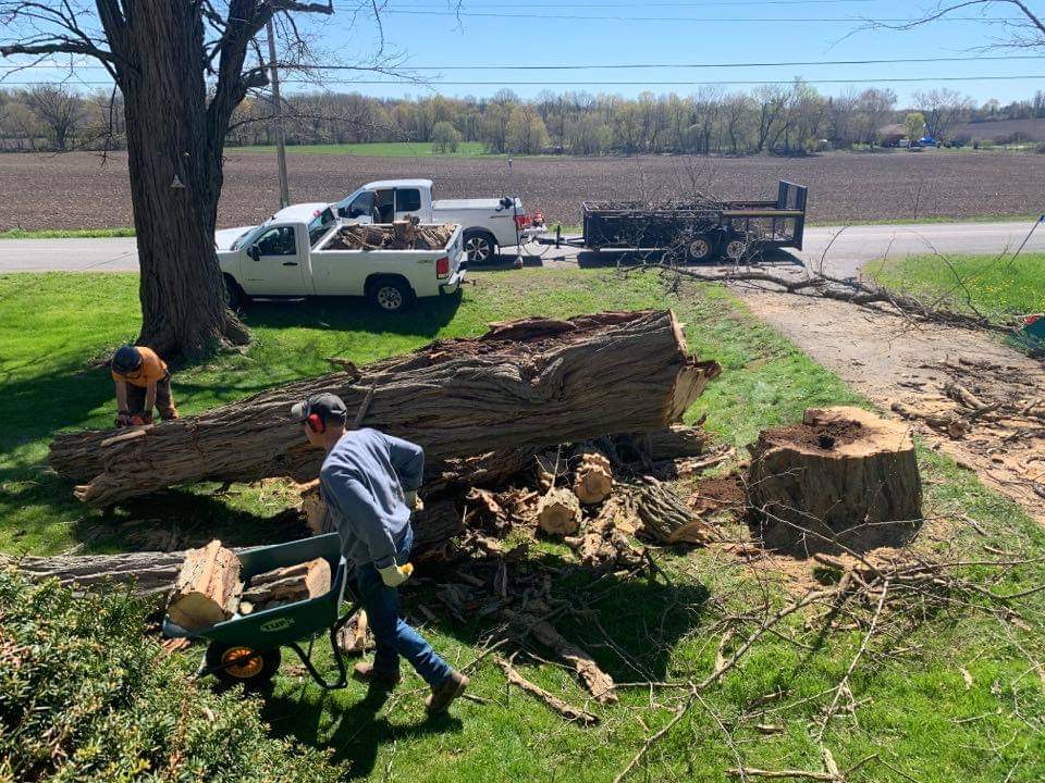 Tonys Tree Service | 4 S Wellington St, Frankford, ON K0K 2C0, Canada | Phone: (613) 661-8309