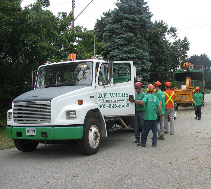 D F Wilby Tree Surgeons | 2388 St Frances Dr, Burlington, ON L7P 1V4, Canada | Phone: (905) 335-2553