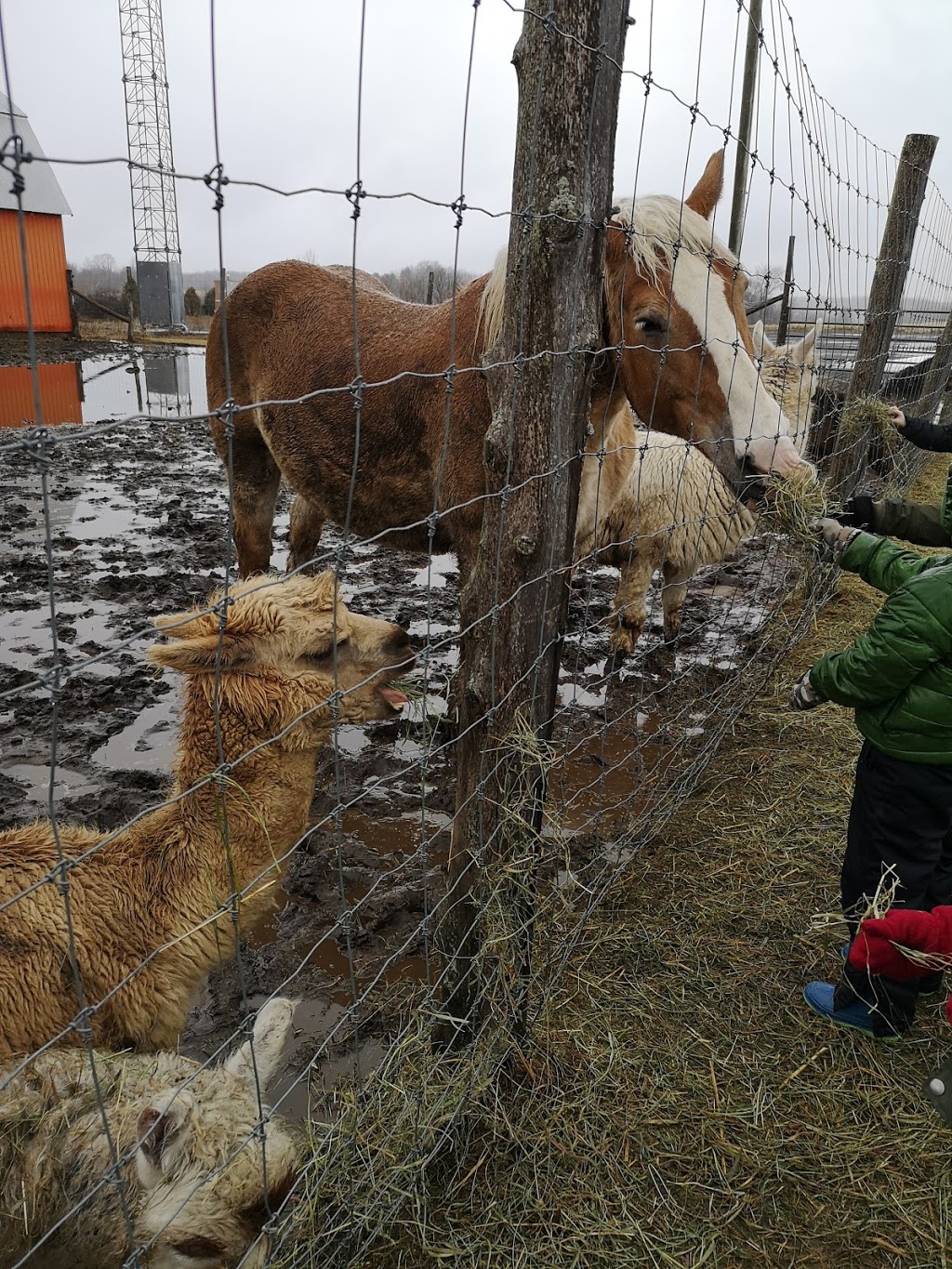 Ferme Drouin Farm | 1230 Rte 400, Casselman, ON K0A 1M0, Canada | Phone: (613) 764-2181