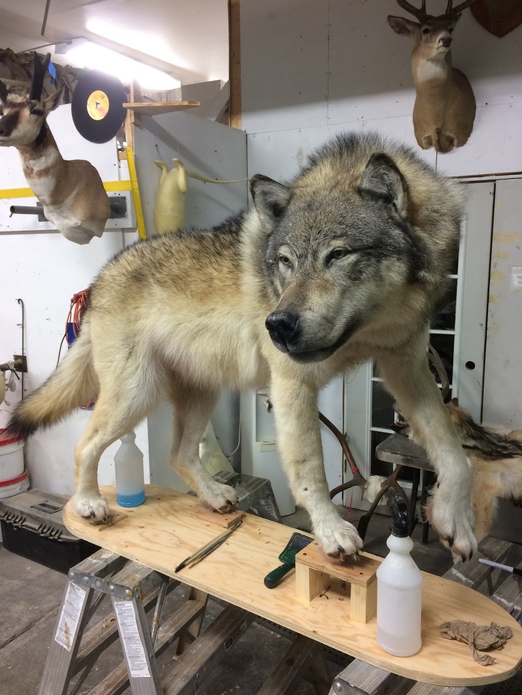 Orion Taxidermy | 1175 Athabasca St E, Moose Jaw, SK S6H 0N4, Canada | Phone: (306) 692-4653