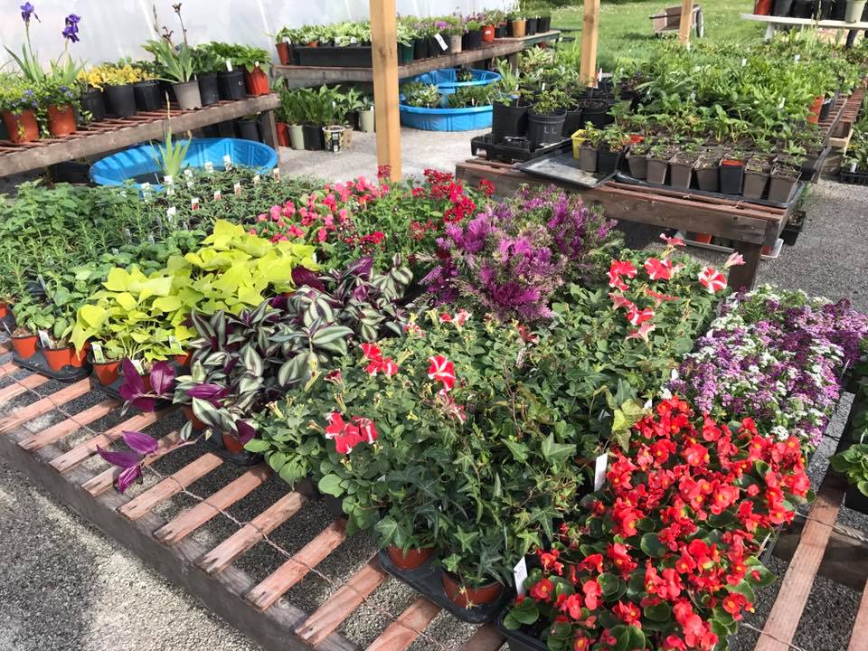 Judys Plants and Garden Centre | 765 Bains Rd, Cayuga, ON N0A 1E0, Canada | Phone: (289) 683-7490