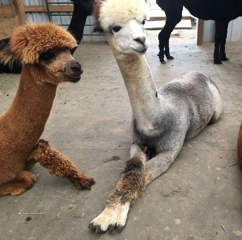 Kickin Back Alpaca Ranch | 734762 W Back Line, Markdale, ON N0C 1H0, Canada | Phone: (519) 986-3758