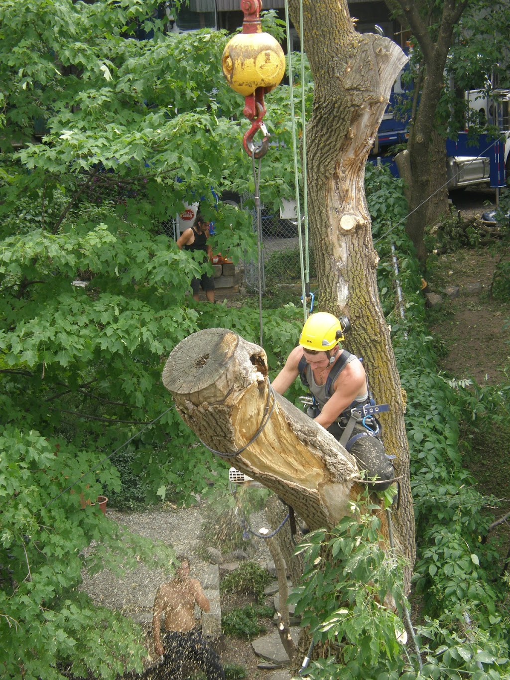 Arbre expert | 3141 Bd Talbot, Stoneham-et-Tewkesbury, QC G3C 1L4, Canada | Phone: (418) 717-7820